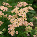 Yarrow 'Antique Shades'