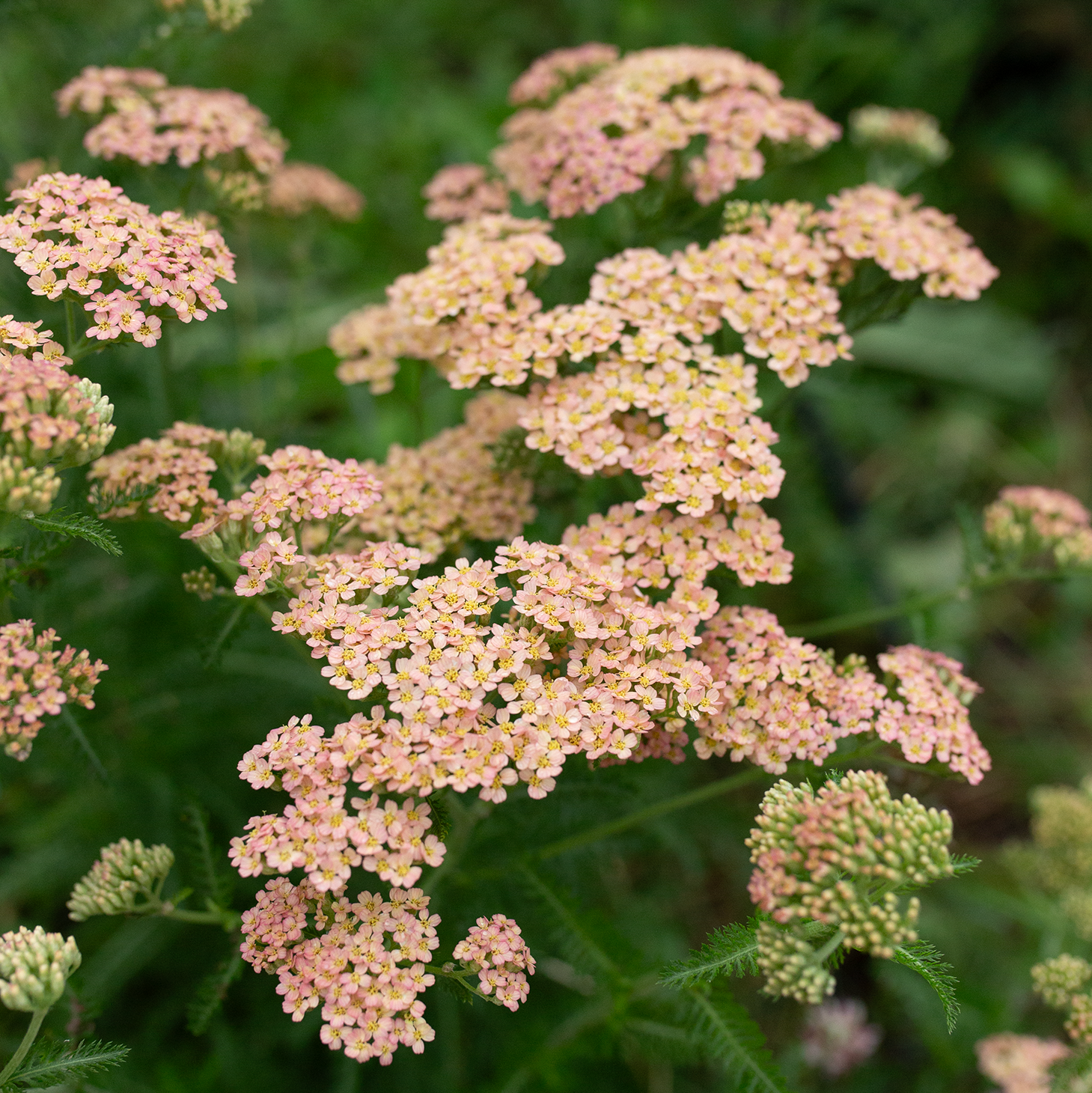 Yarrow 'Antique Shades'