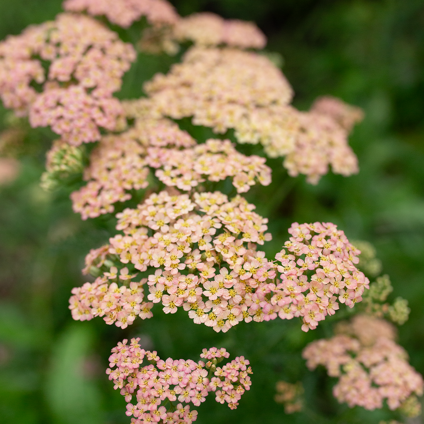 Yarrow 'Antique Shades'