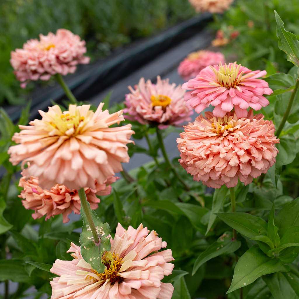 Zinnia 'Summer's End'