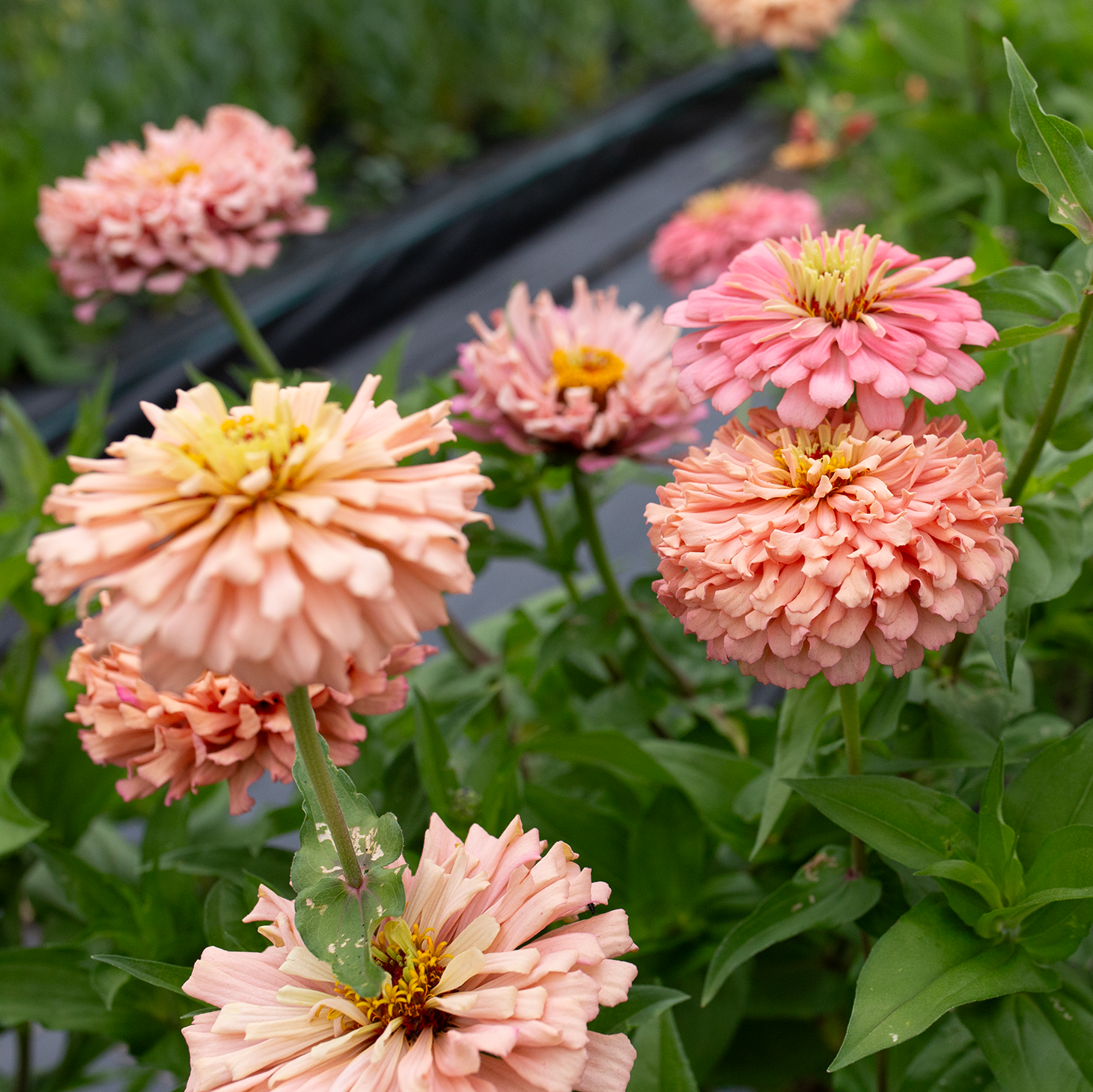 Zinnia 'Summer's End'