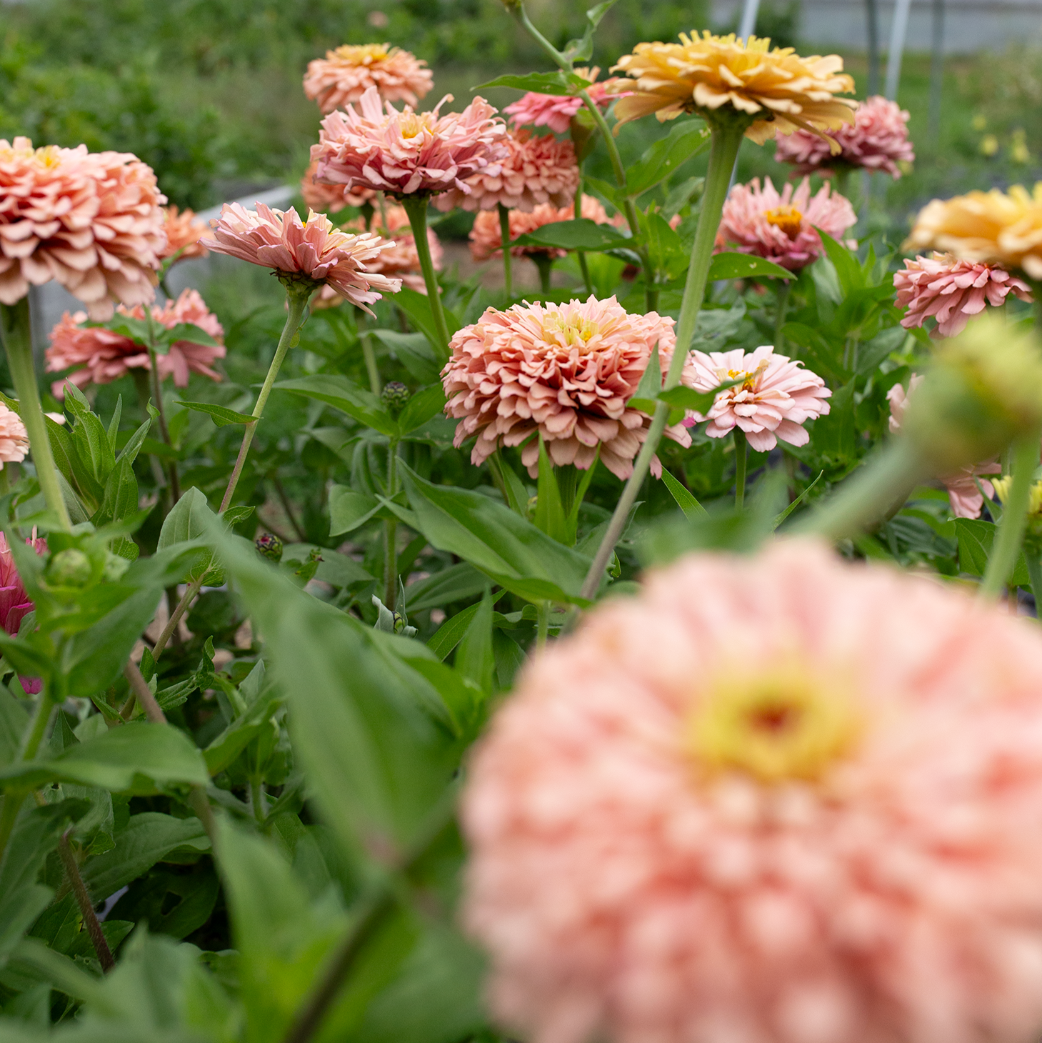 Zinnia 'Summer's End'
