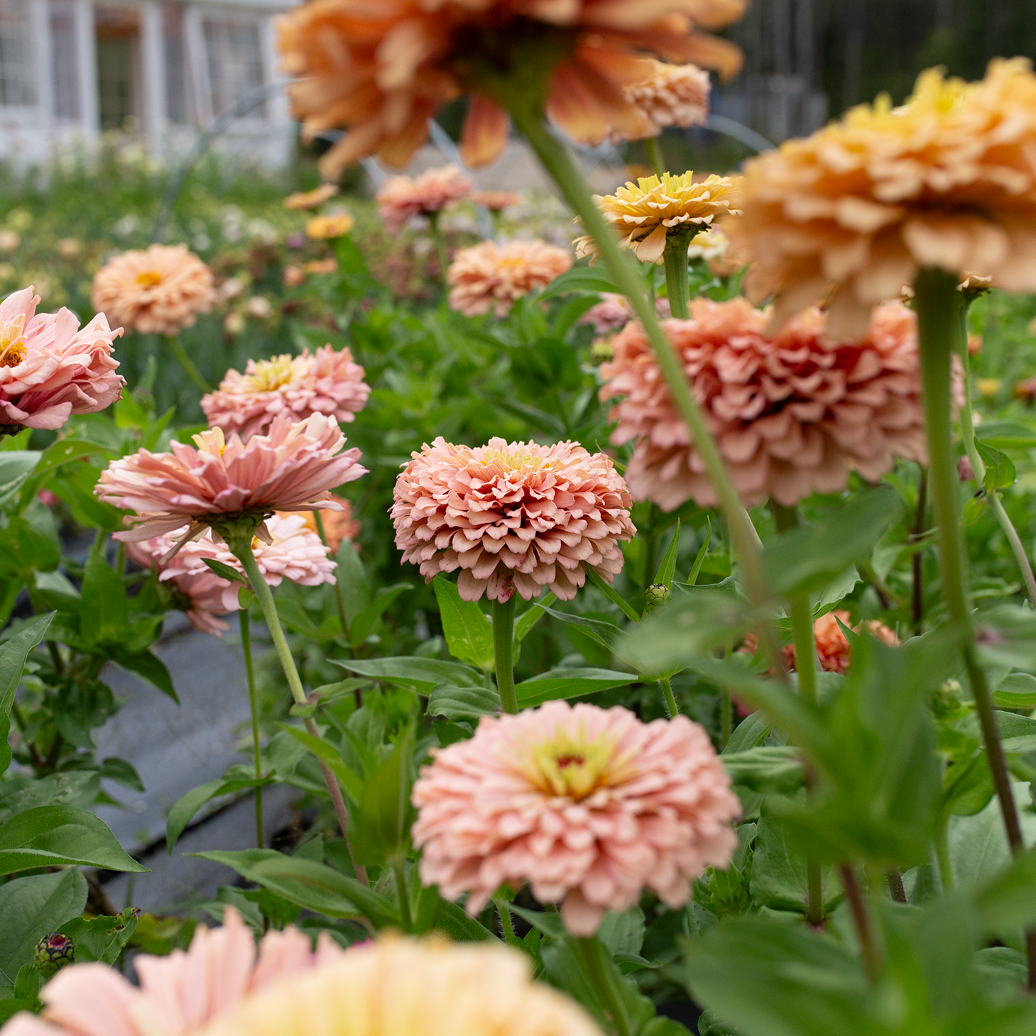 Zinnia 'Summer's End'
