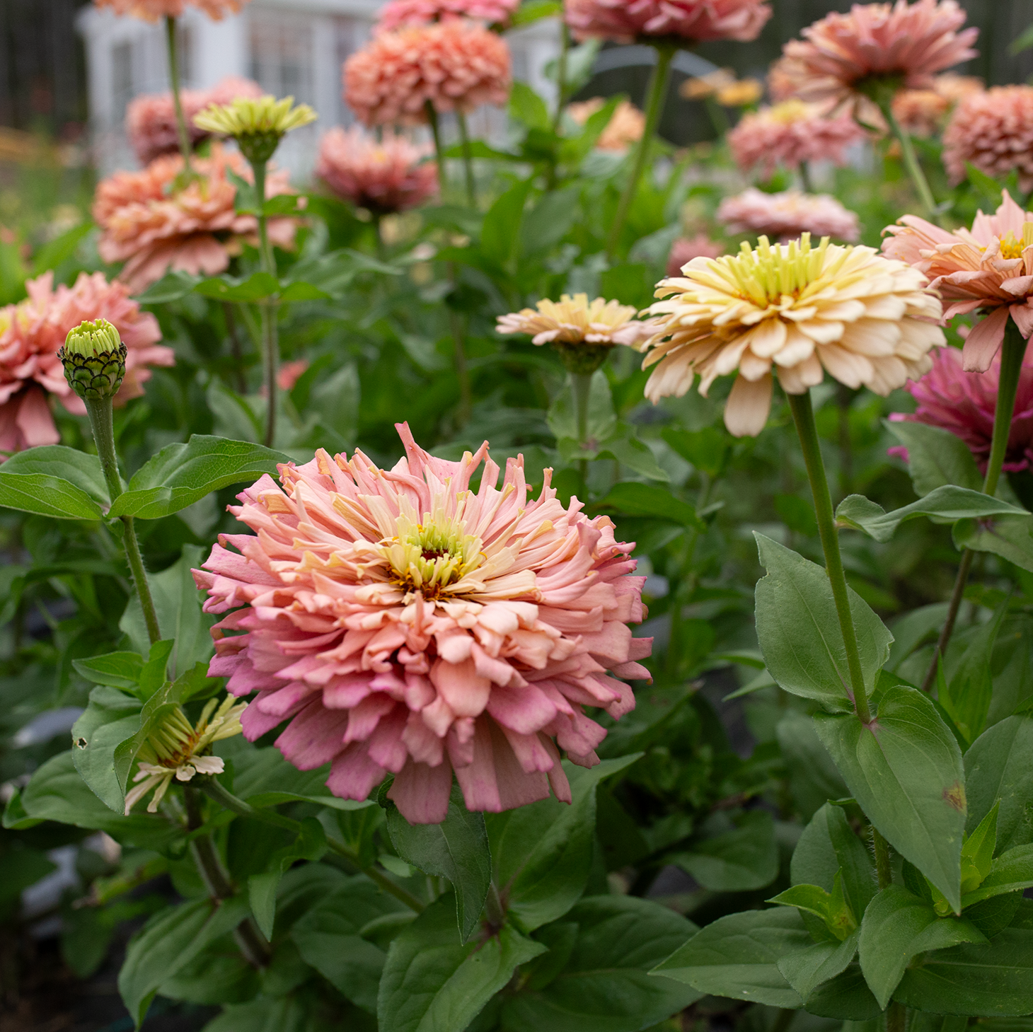 Zinnia 'Summer's End'