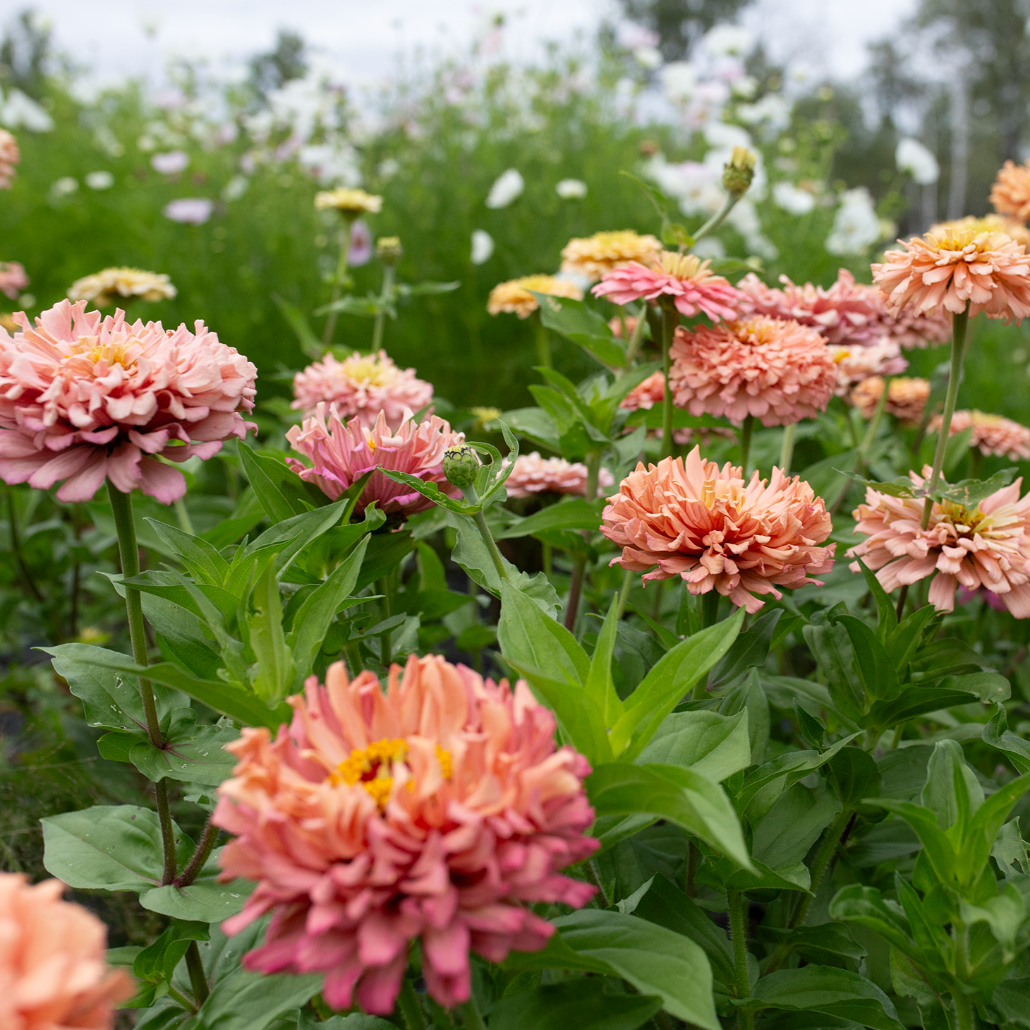 Zinnia 'Summer's End'