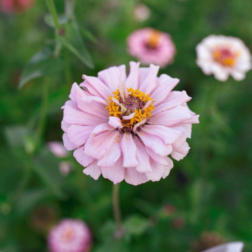 Zinnia 'Ballet Blush'