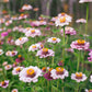 Zinnia 'Ballet Blush'