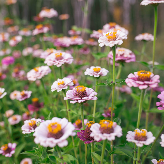Zinnia 'Ballet Blush'