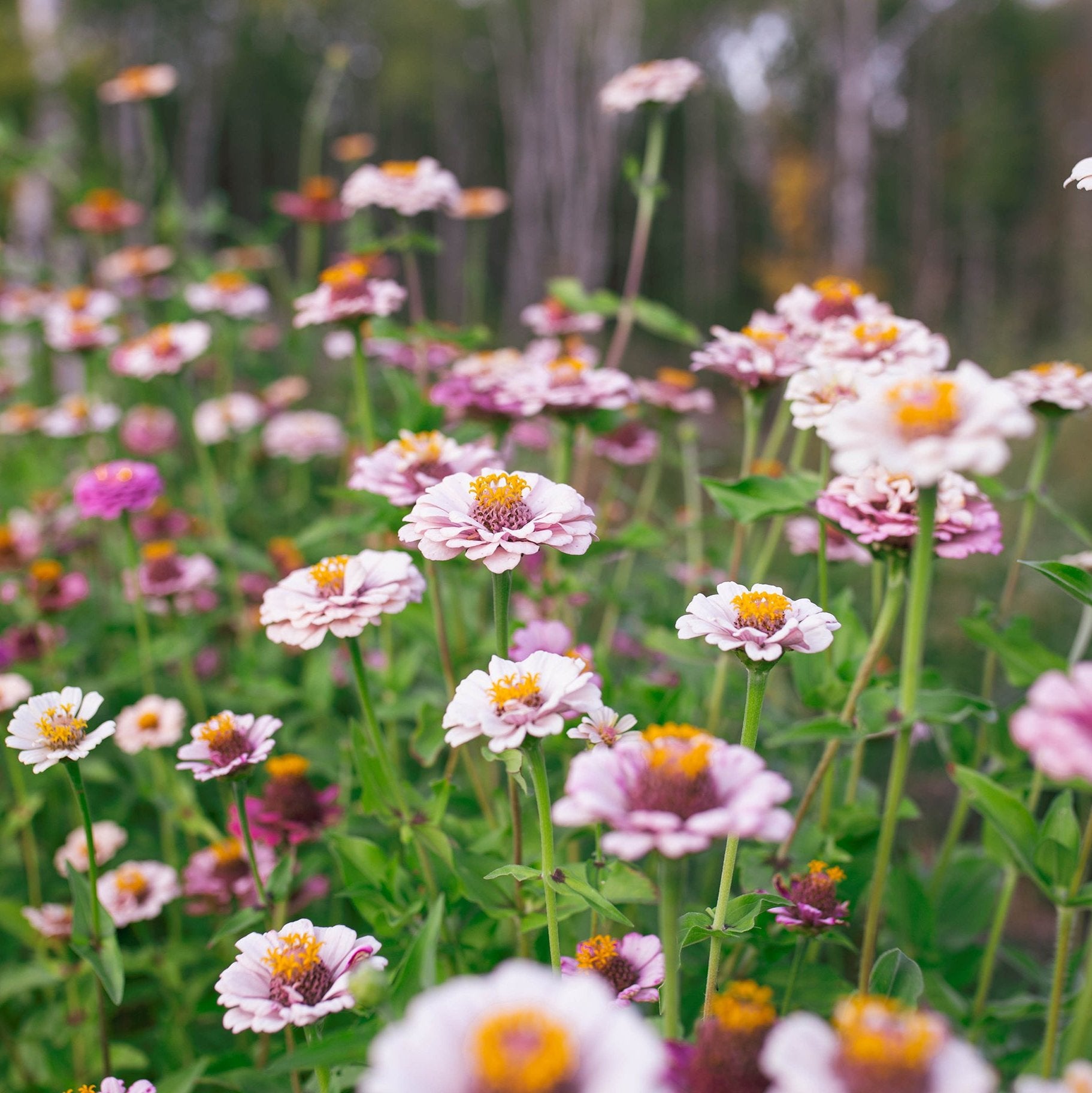 Zinnia 'Ballet Blush'