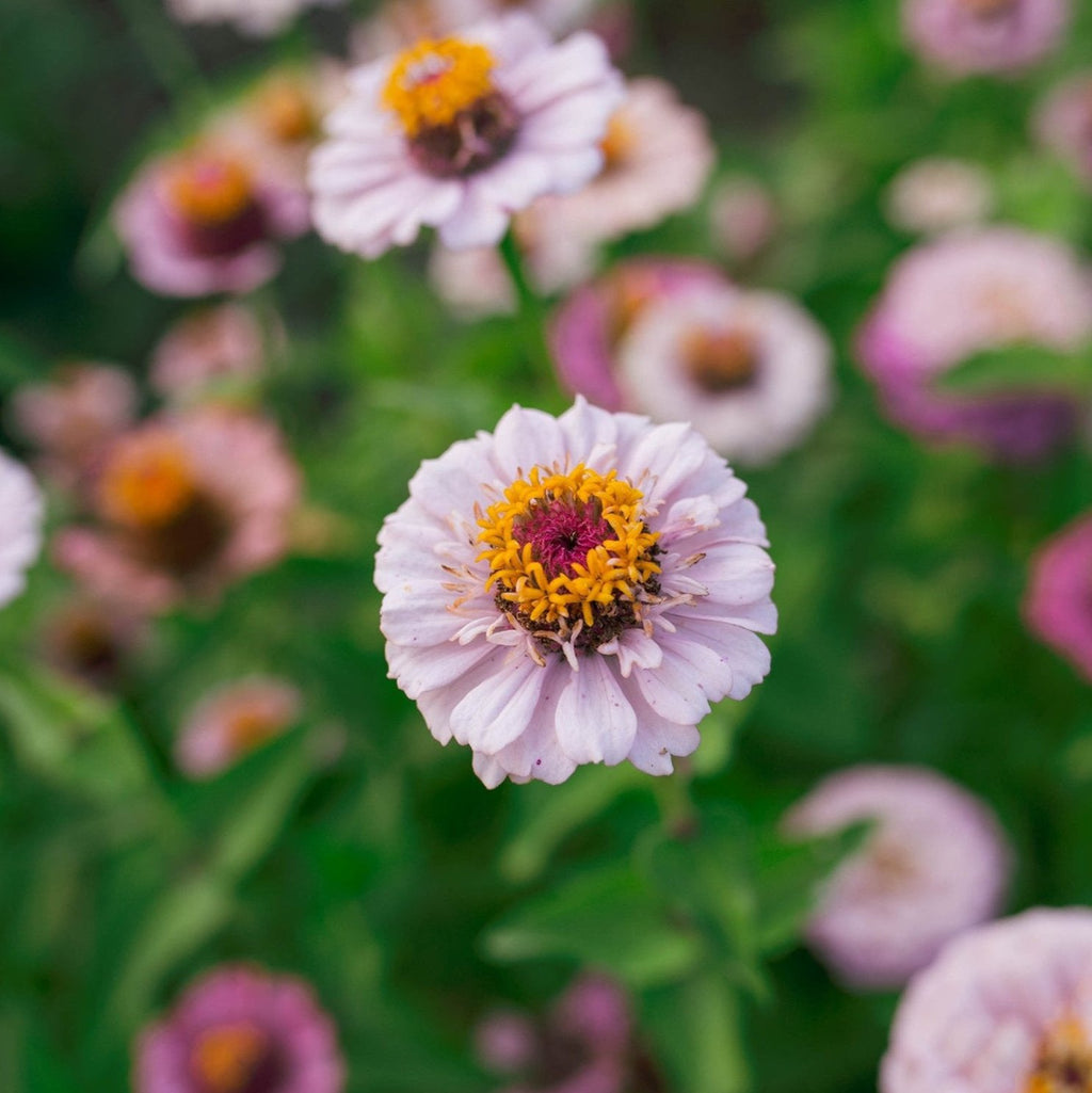 Zinnia 'Ballet Blush'