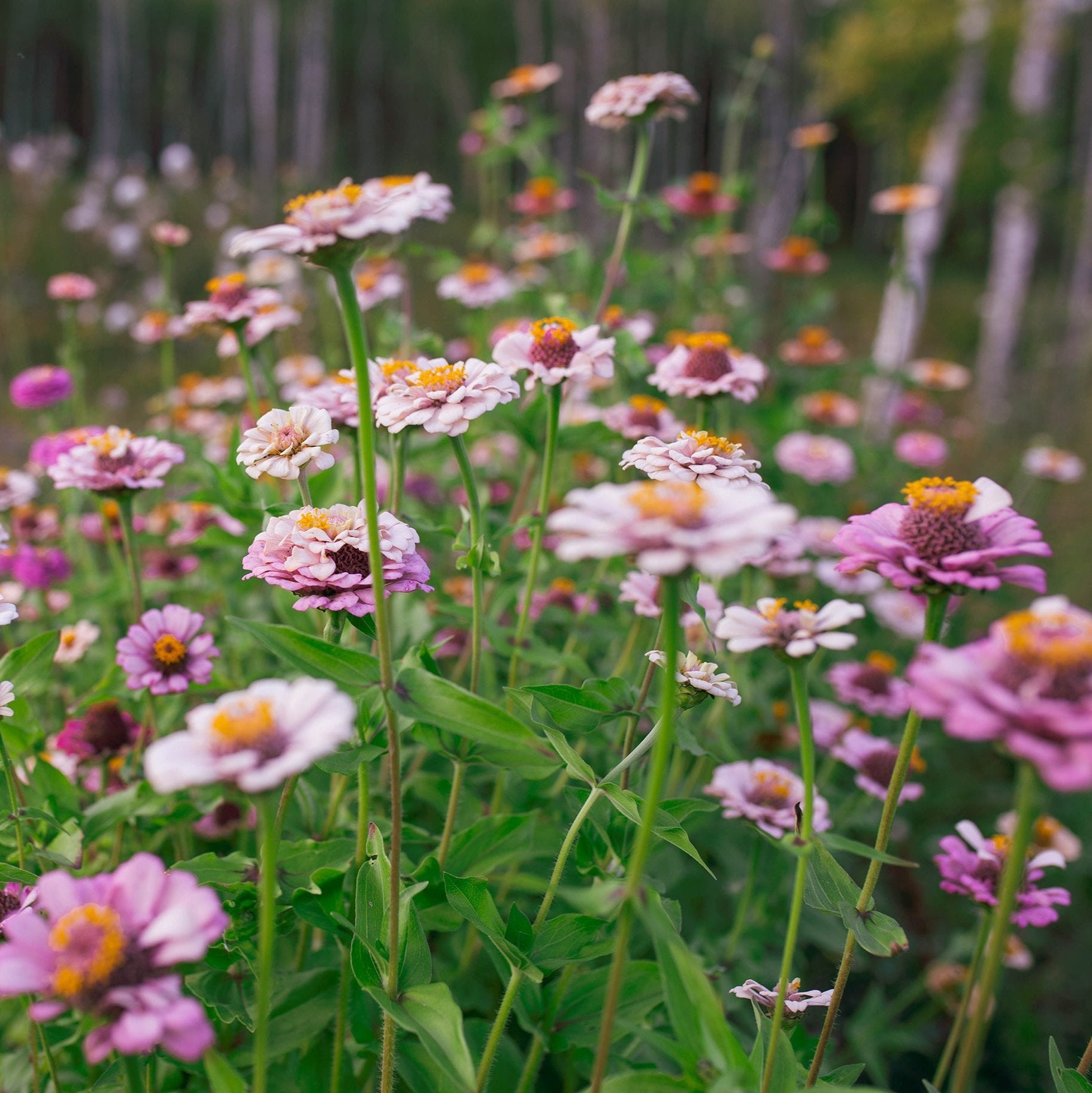 Zinnia 'Ballet Blush'