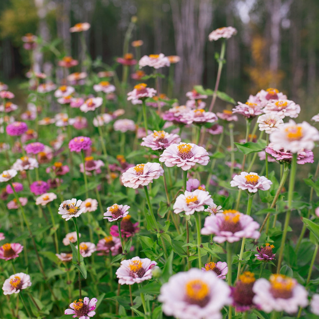Zinnia 'Ballet Blush'