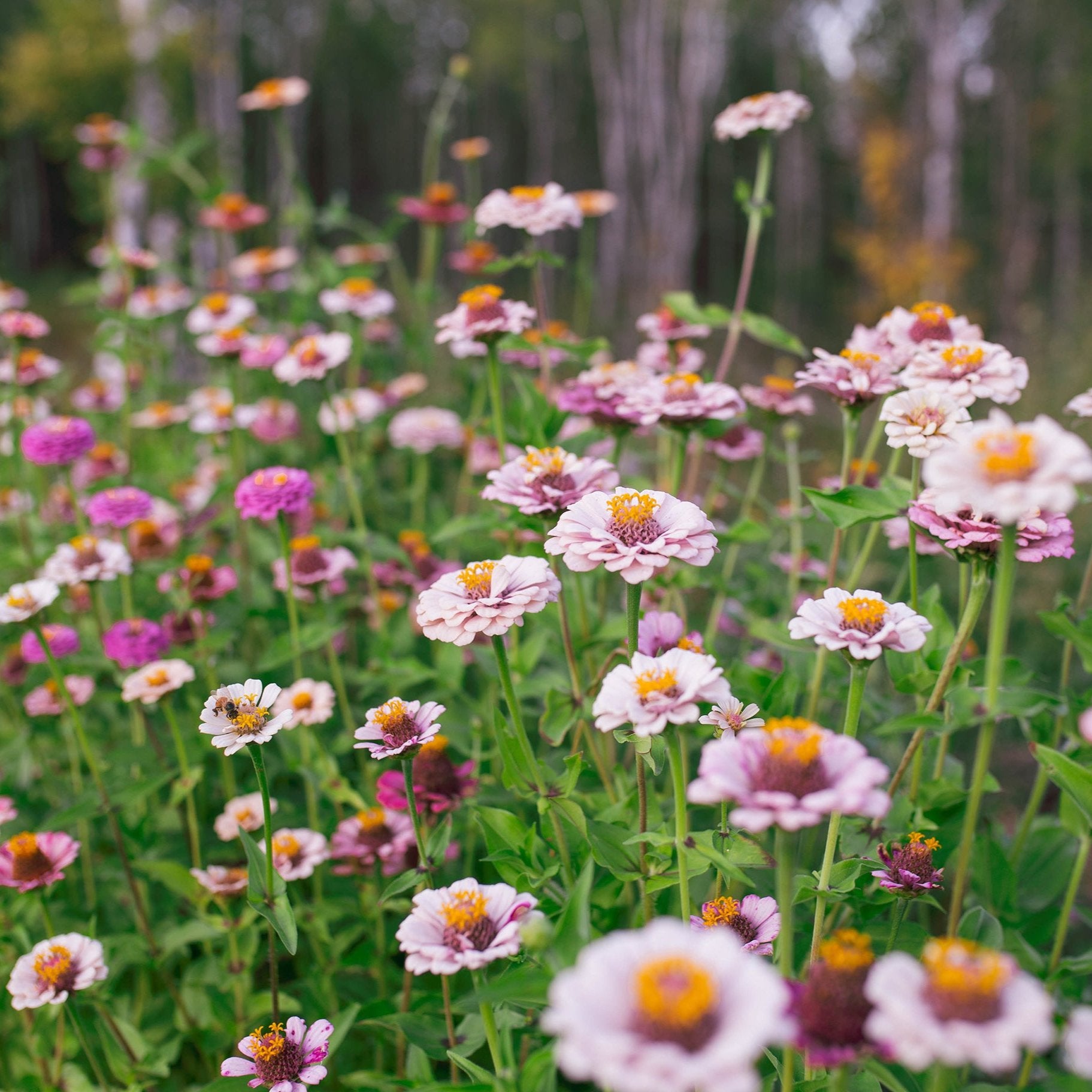 Zinnia 'Ballet Blush'