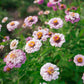 Zinnia 'Ballet Blush'