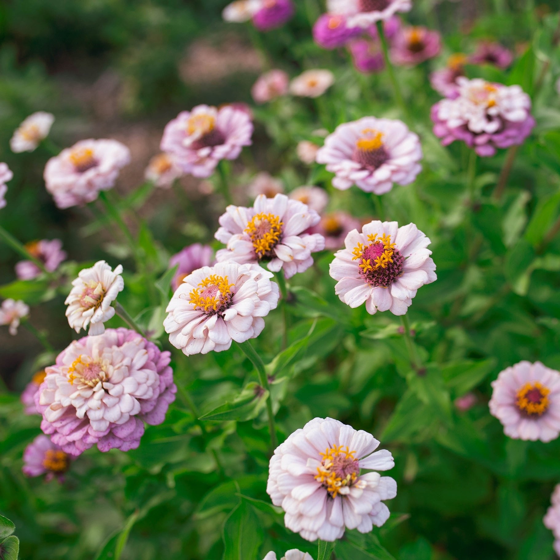Zinnia 'Ballet Blush'