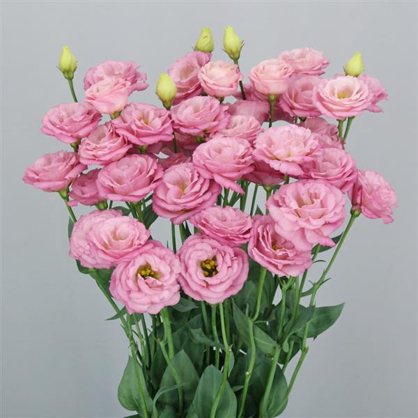 Lisianthus 'Pretty'