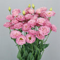 Lisianthus 'Pretty'