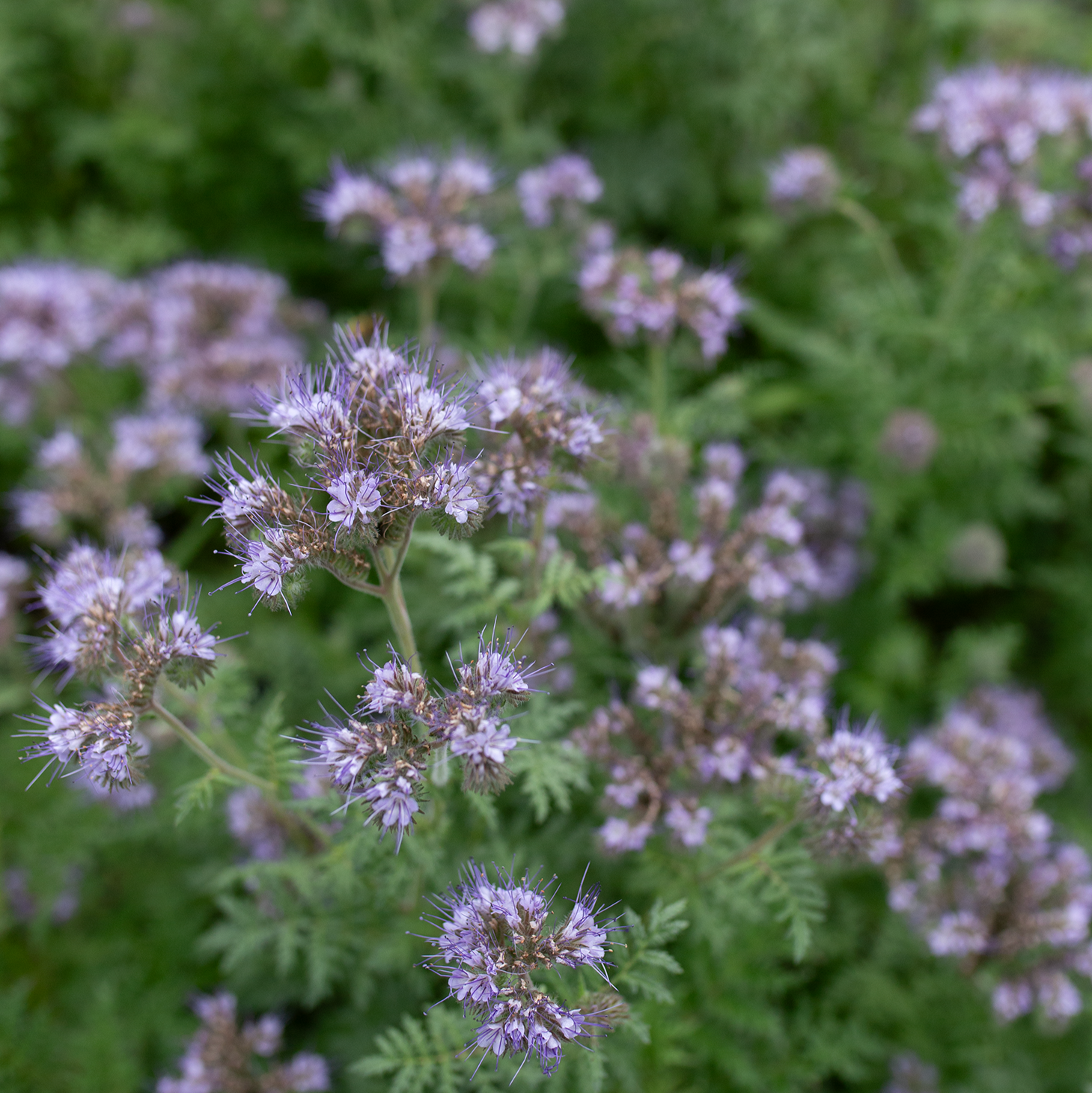 Bee's Friend 'Lavender Lust'