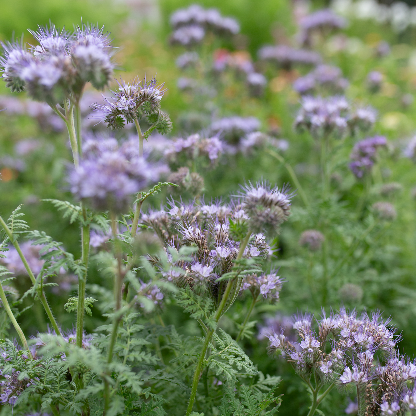 Bee's Friend 'Lavender Lust'
