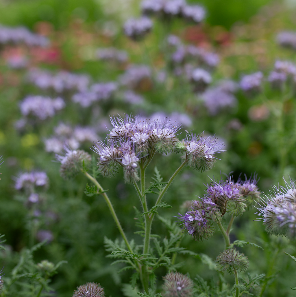 Bee's Friend 'Lavender Lust'