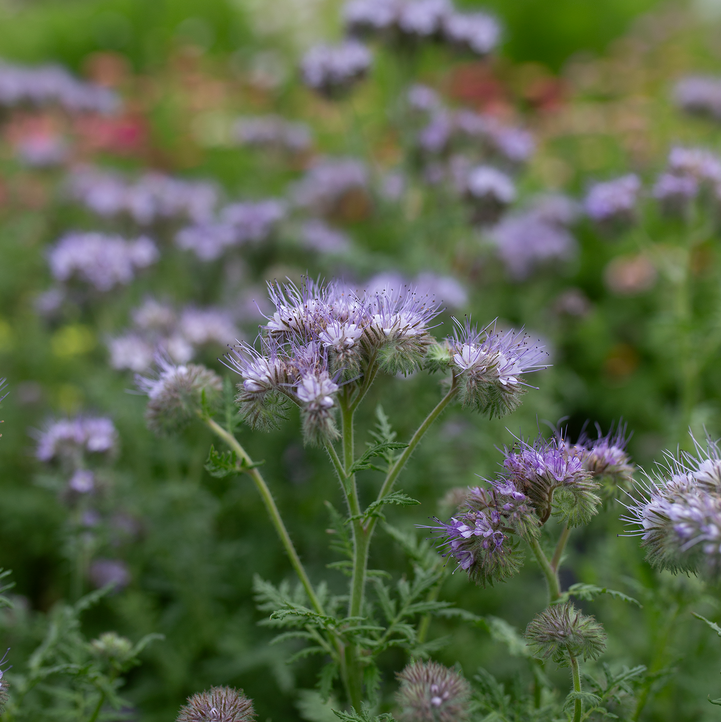 Bee's Friend 'Lavender Lust'