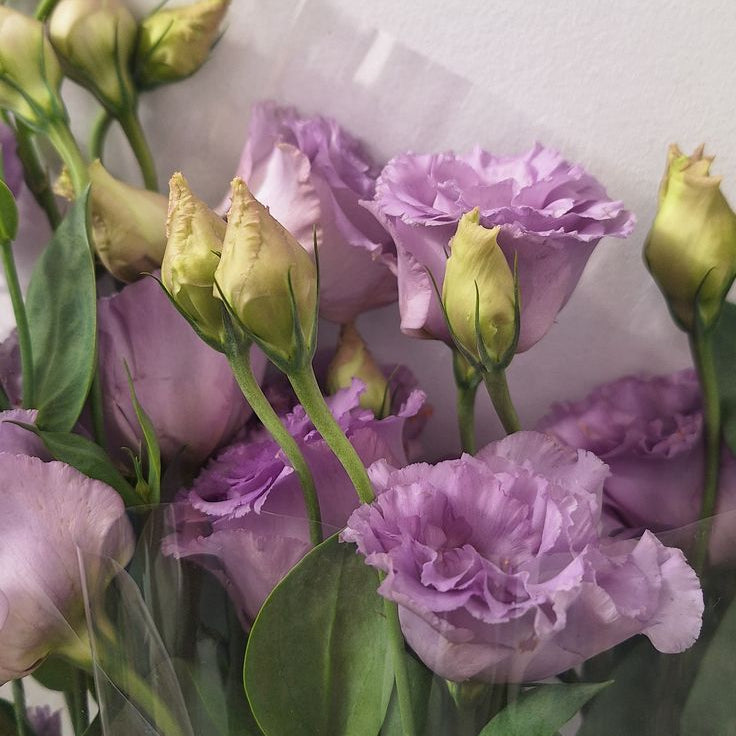 Lisianthus 'Lilac'