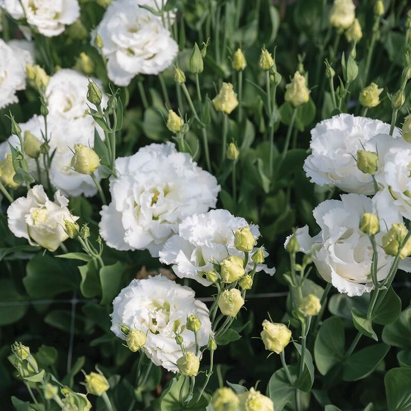 Lisianthus 'Wedding Kiss'