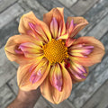 Dahlia 'Orange Hype'
