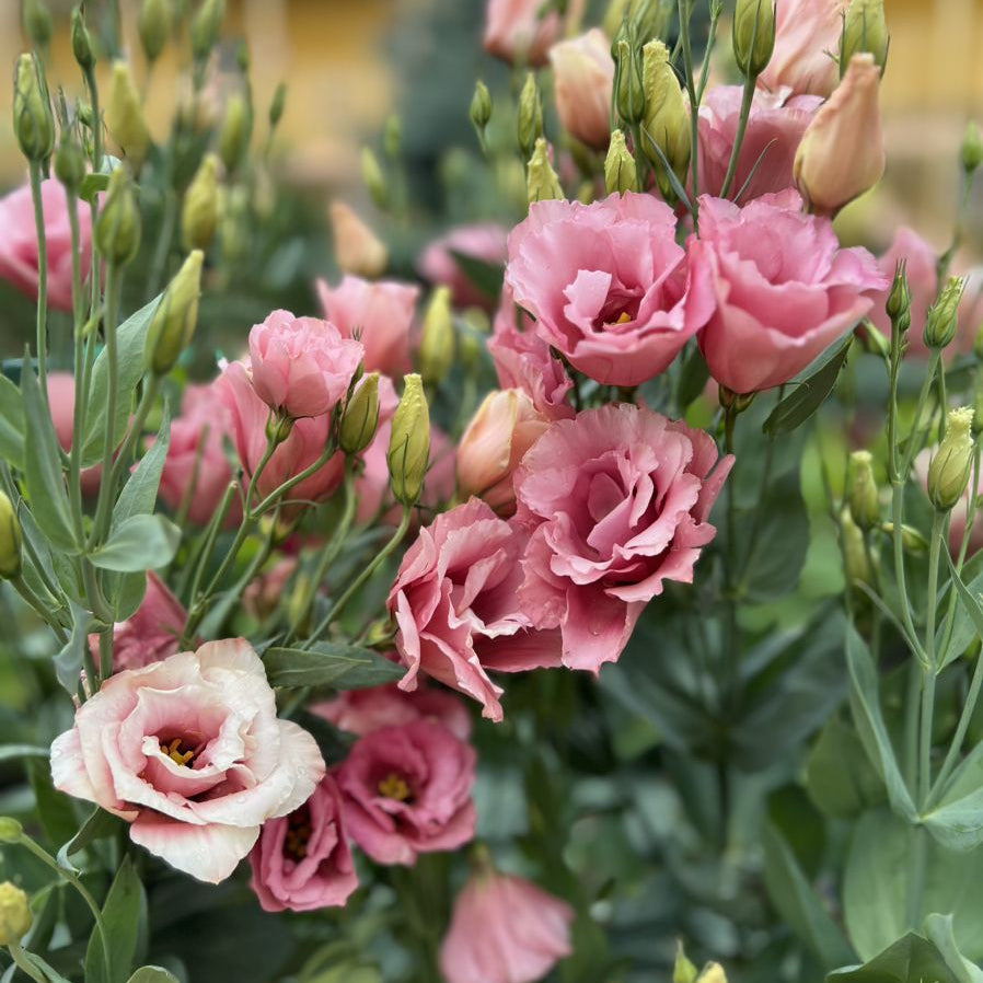 Lisianthus 'Pretty'