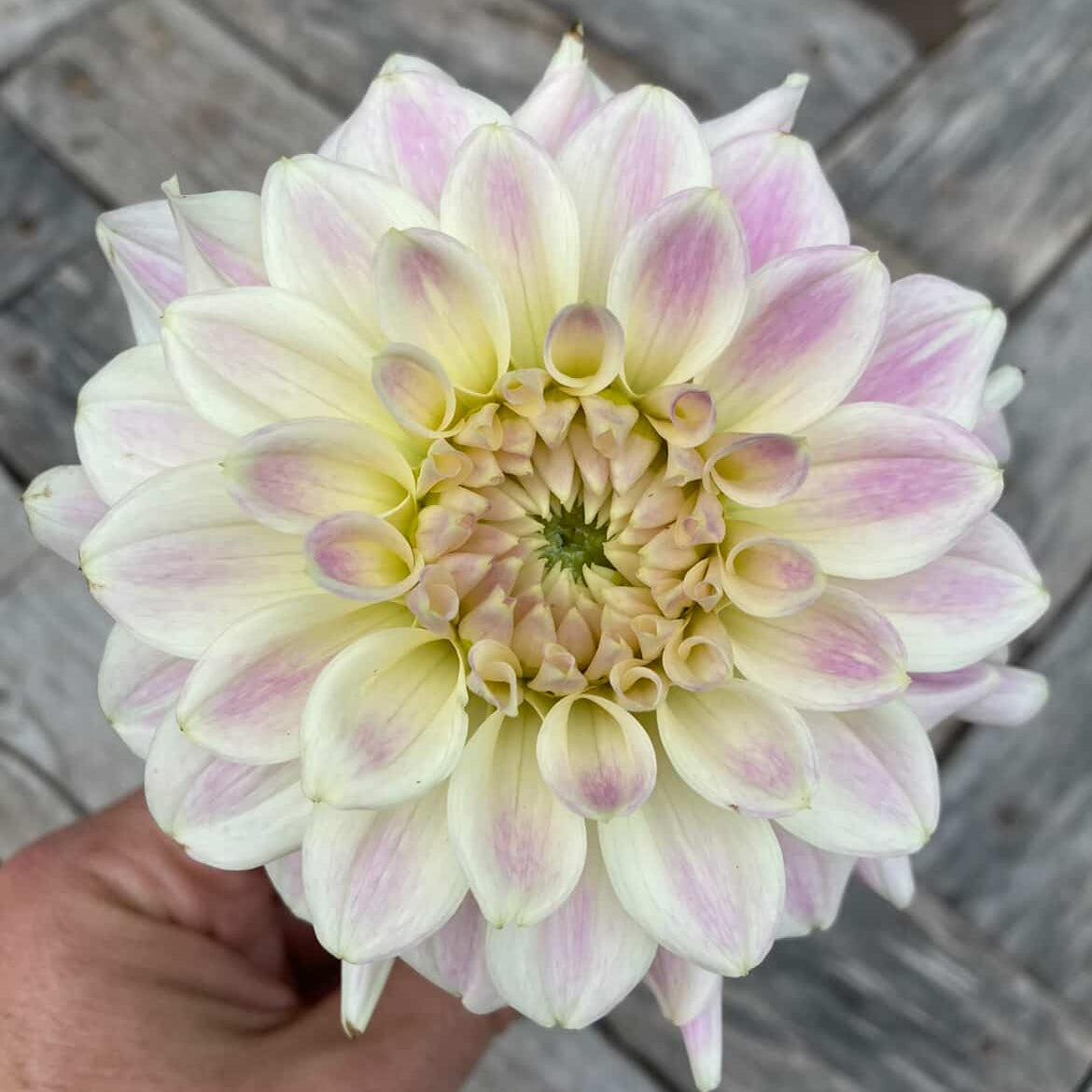 Dahlia 'Quiet Splendor'