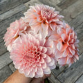 Dahlia 'RM Babygirl'