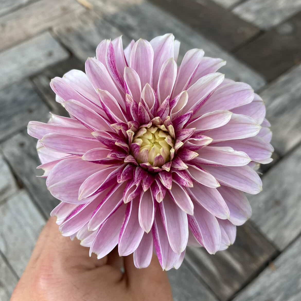 Dahlia 'Salish Twilight Girl'