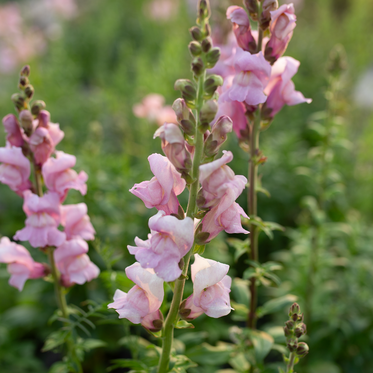 Snapdragon 'Fleurelle's Field Blend'