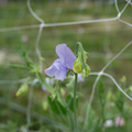 Sweet Pea 'Chelsea Centenary'