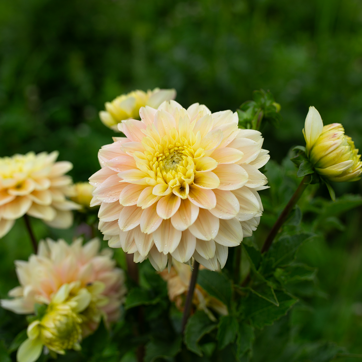 Dahlia 'Verkist Tranquility'