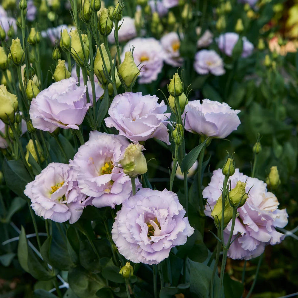 Lisianthus 'Silver Lavender'
