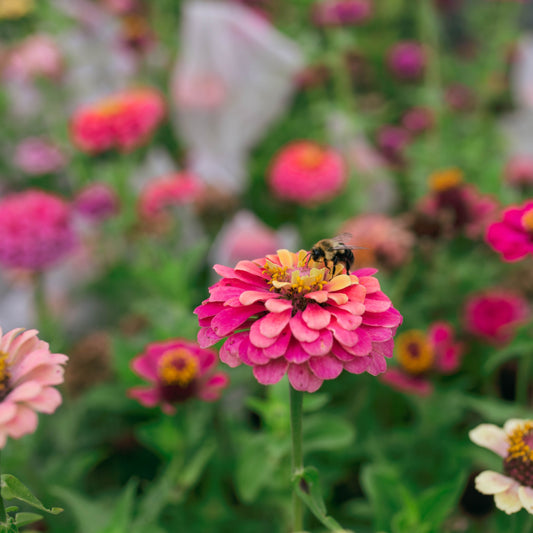 Zinnia 'Fleurelle's Field Blend'