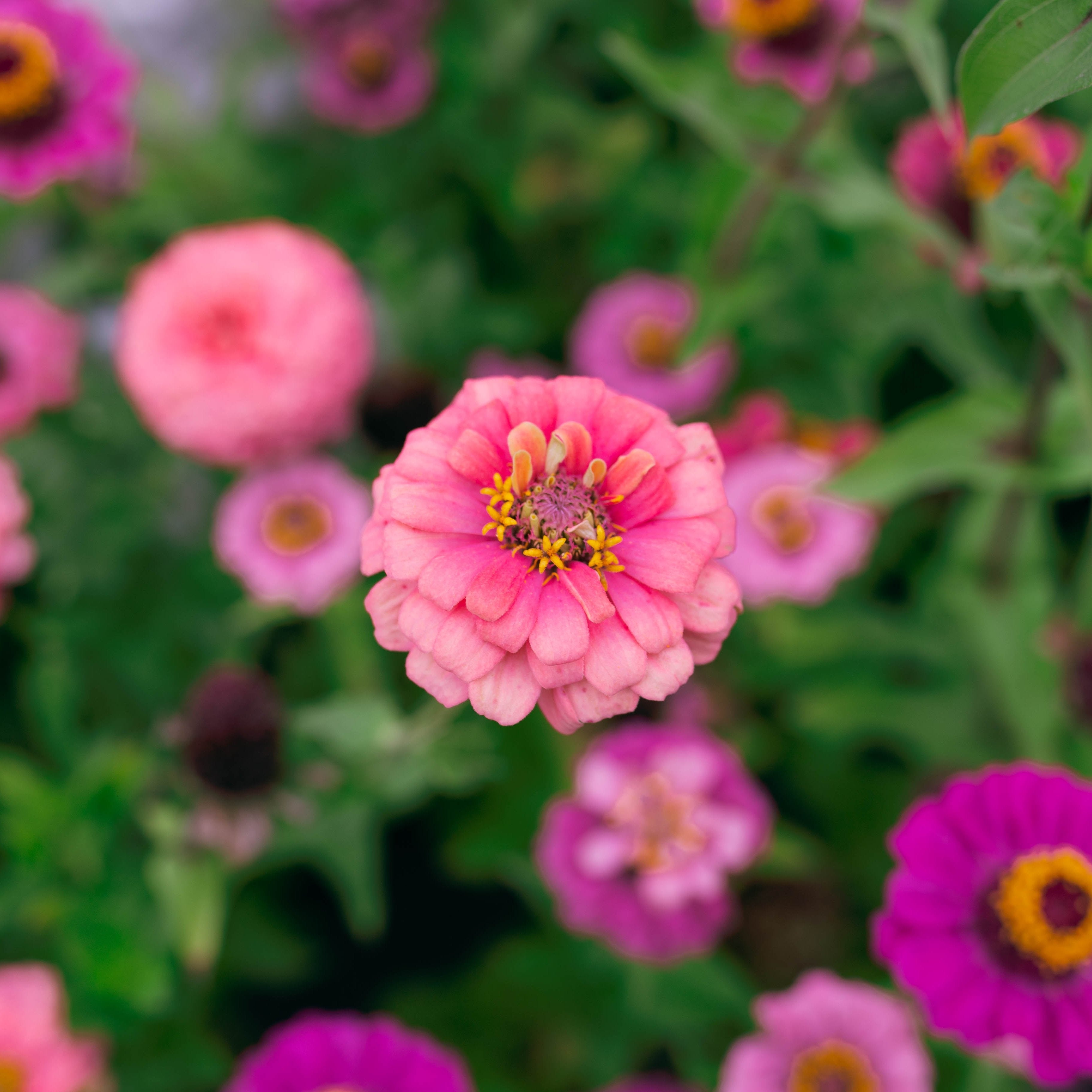 Zinnia 'Fleurelle's Field Blend'