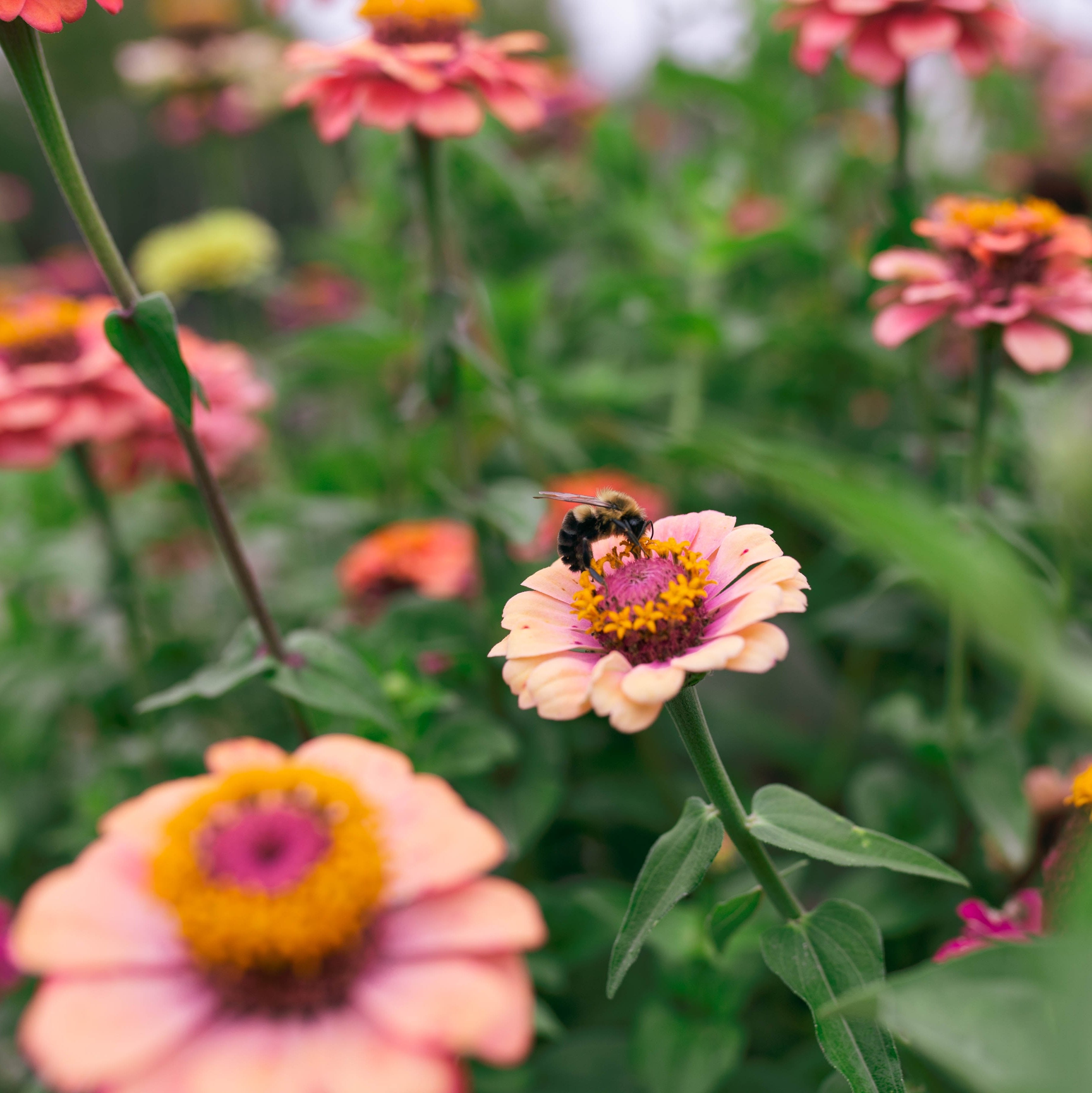 Zinnia 'Fleurelle's Field Blend'