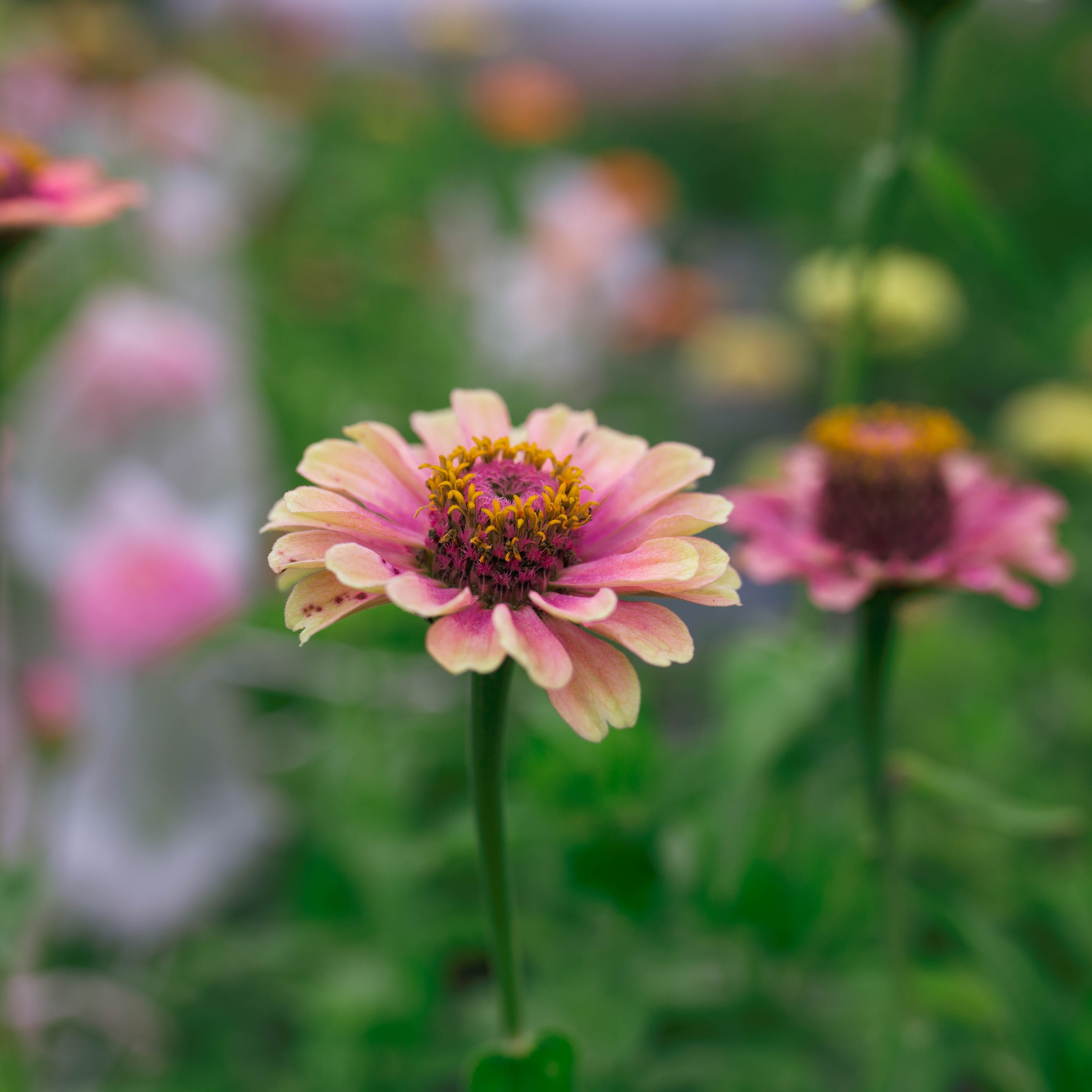 Zinnia 'Fleurelle's Field Blend'